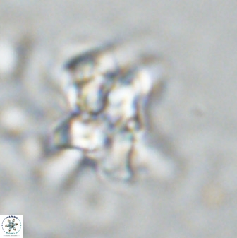 Quadrum blairiae 34074