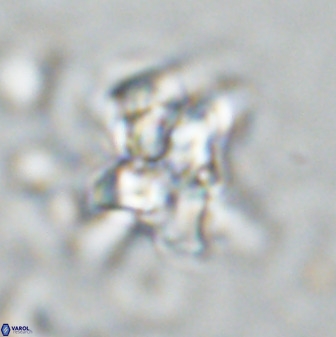 Quadrum blairiae 34075