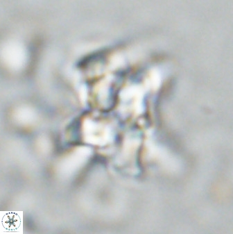 Quadrum blairiae 34075