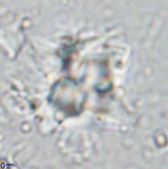 Quadrum blairiae 34076