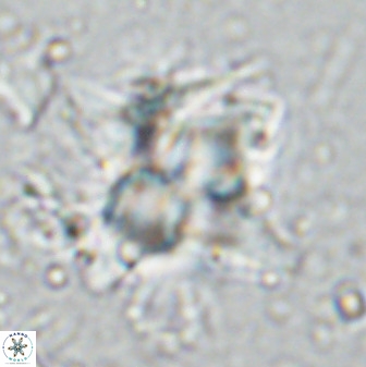 Quadrum blairiae 34076