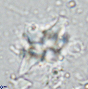 Quadrum blairiae 34077