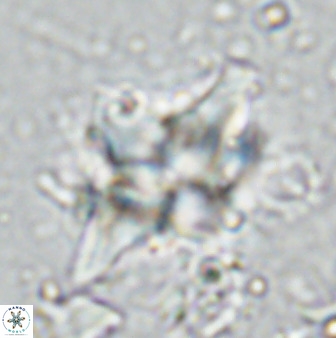 Quadrum blairiae 34077
