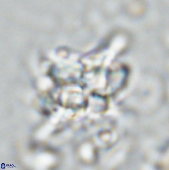 Quadrum blairiae 34078