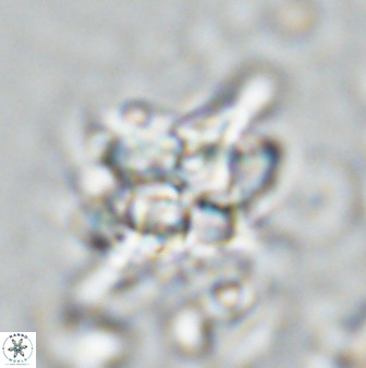 Quadrum blairiae 34078