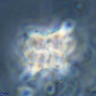 Quadrum blairiae 34079