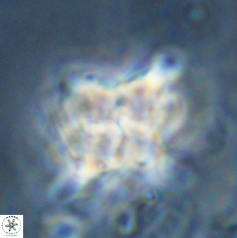 Quadrum blairiae 34079