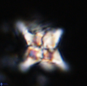 Quadrum blairiae 34070