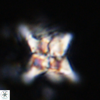 Quadrum blairiae 34070
