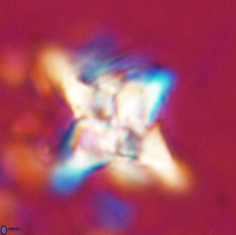 Quadrum blairiae 34071