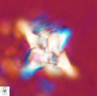 Quadrum blairiae 34071