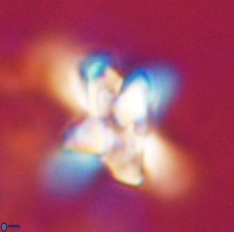 Quadrum blairiae 34072