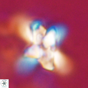 Quadrum blairiae 34072