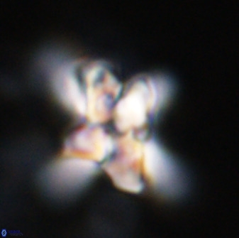 Quadrum blairiae 34073
