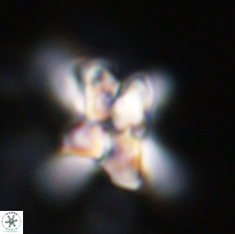 Quadrum blairiae 34073
