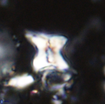 Quadrum blairiae 34084