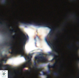 Quadrum blairiae 34084