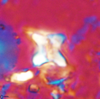 Quadrum blairiae 34086