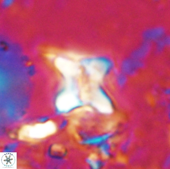 Quadrum blairiae 34086