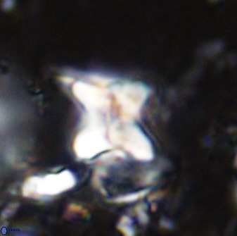 Quadrum blairiae 34087