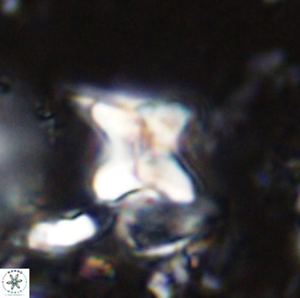Quadrum blairiae 34087