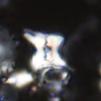 Quadrum blairiae 34088