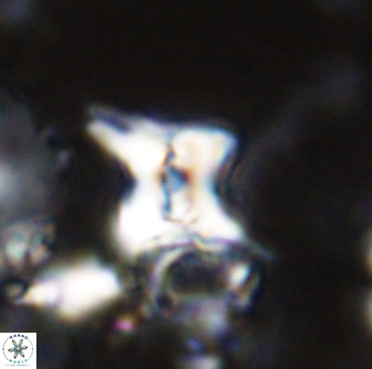 Quadrum blairiae 34088