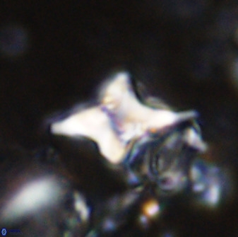 Quadrum blairiae 34089