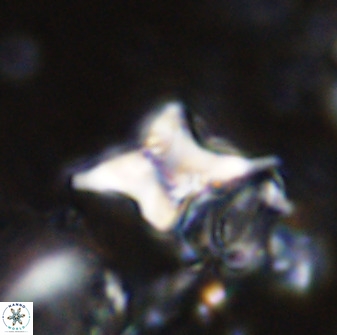 Quadrum blairiae 34089