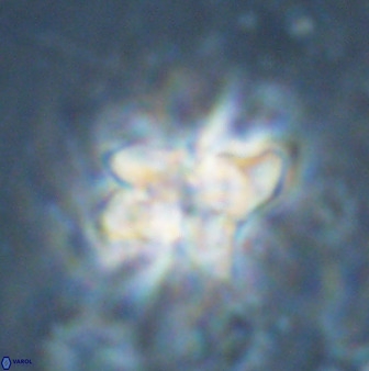 Quadrum blairiae 34080