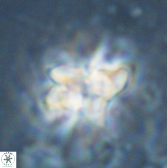 Quadrum blairiae 34080