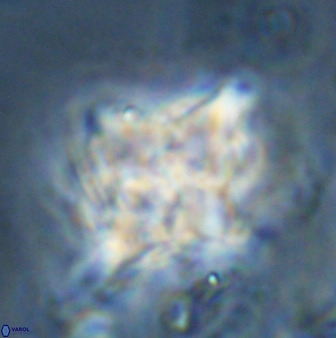 Quadrum blairiae 34081