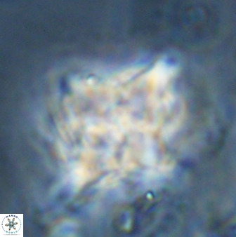 Quadrum blairiae 34081