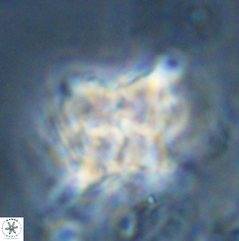 Quadrum blairiae 34082