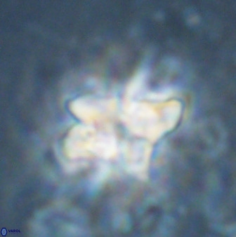 Quadrum blairiae 34083
