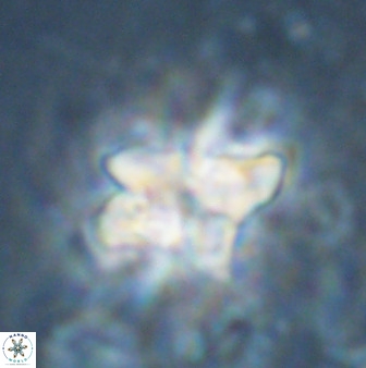Quadrum blairiae 34083