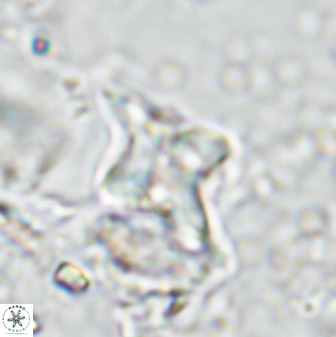 Quadrum blairiae 34094