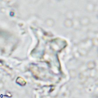 Quadrum blairiae 34095