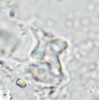 Quadrum blairiae 34095