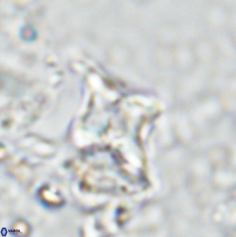Quadrum blairiae 34096