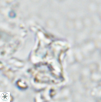 Quadrum blairiae 34096
