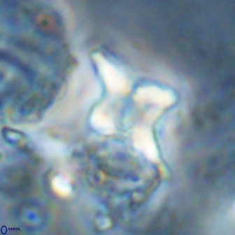 Quadrum blairiae 34097