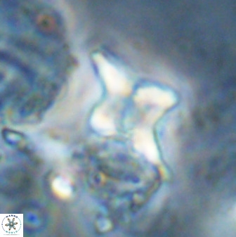 Quadrum blairiae 34097