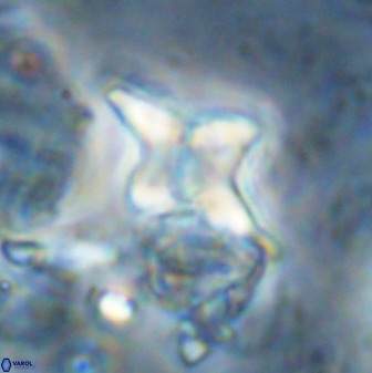 Quadrum blairiae 34098