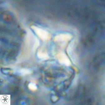Quadrum blairiae 34098
