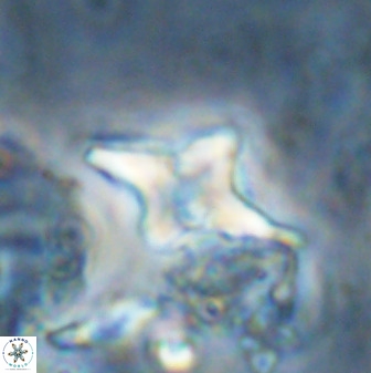 Quadrum blairiae 34099
