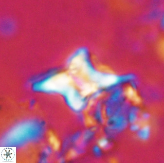 Quadrum blairiae 34090