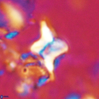 Quadrum blairiae 34091