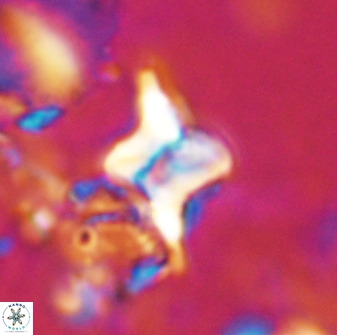 Quadrum blairiae 34091