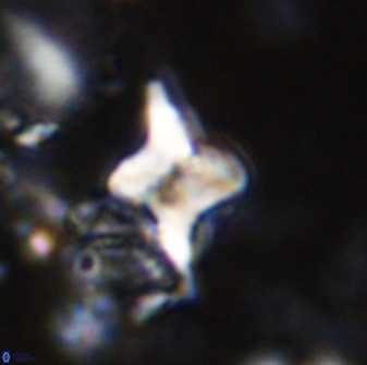 Quadrum blairiae 34092